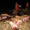 Filhote, Dourado e Jaú, eram os grande peixes capturados por pescadores profissionais da Cachoeira do Teotônio - Rio Madeira.